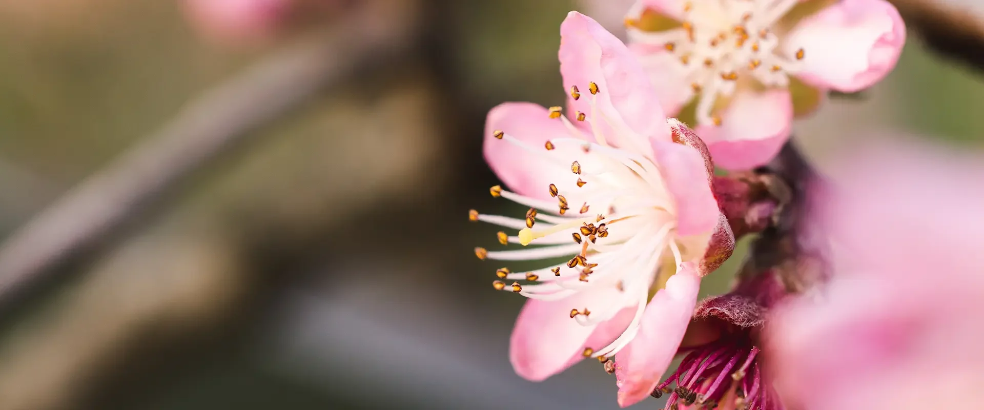 messa-a-fuoco-selettiva-colpo-di-bellissimi-fiori-di-ciliegio-in-un-giardino-catturato-in-una-giornata-luminosa